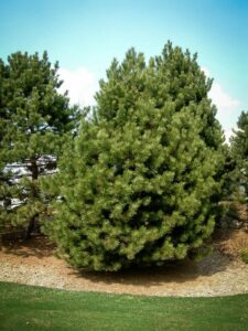 Сосна Чёрная (Pinus Nigra) купить по цене от 270.00р. в интернет-магазине «Посадика» с доставкой почтой в в Березовскийе и по всей России – [изображение №1].