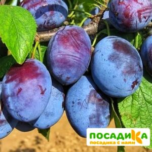 Слива Чачакская ранняя купить по цене от 229.00р. в интернет-магазине «Посадика» с доставкой почтой в в Березовскийе и по всей России – [изображение №1].