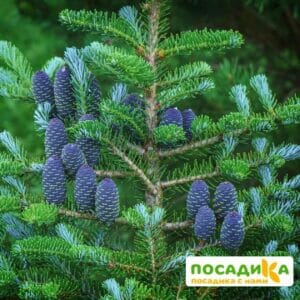 Пихта корейская (Abies koreana) купить по цене от 450.00р. в интернет-магазине «Посадика» с доставкой почтой в в Березовскийе и по всей России – [изображение №1].