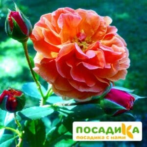 Роза Арабия купить по цене от 350.00р. в интернет-магазине «Посадика» с доставкой почтой в в Березовскийе и по всей России – [изображение №1].