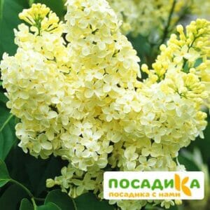 Сирень Примроуз (Primrose) купить по цене от 529.00р. в интернет-магазине «Посадика» с доставкой почтой в в Березовскийе и по всей России – [изображение №1].