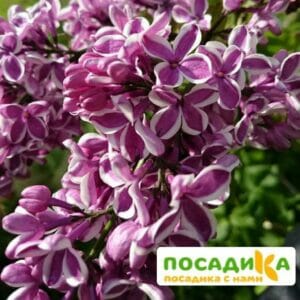 Сирень Сенсация купить по цене от 529.00р. в интернет-магазине «Посадика» с доставкой почтой в в Березовскийе и по всей России – [изображение №1].