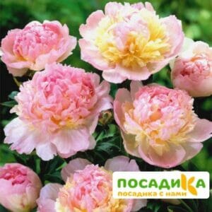 Пион Распберри Сандей (Paeonia Raspberry Sundae) купить по цене от 959р. в интернет-магазине «Посадика» с доставкой почтой в в Березовскийе и по всей России – [изображение №1].