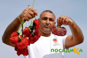 Клубника Гигант Джорнея купить по цене от 266р. в интернет-магазине «Посадика» с доставкой почтой в в Березовскийе и по всей России – [изображение №1].