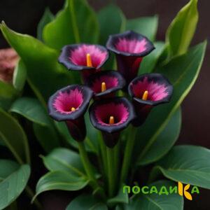 Калла Аура Лейс купить по цене от 400р. в интернет-магазине «Посадика» с доставкой почтой в в Березовскийе и по всей России – [изображение №1].