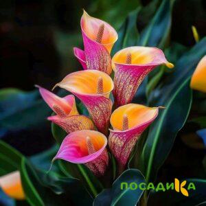 Калла Оникс купить по цене от 450р. в интернет-магазине «Посадика» с доставкой почтой в в Березовскийе и по всей России – [изображение №1].