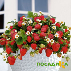Клубника Рубиновый Шепот (горшечная) купить по цене от 240р. в интернет-магазине «Посадика» с доставкой почтой в в Березовскийе и по всей России – [изображение №1].