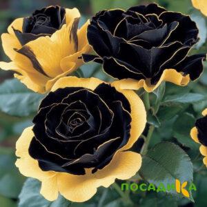 Роза Ханни Сикл купить по цене от 700р. в интернет-магазине «Посадика» с доставкой почтой в в Березовскийе и по всей России – [изображение №1].