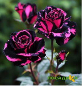 Роза Багровый Шепот купить по цене от 366р. в интернет-магазине «Посадика» с доставкой почтой в в Березовскийе и по всей России – [изображение №1].