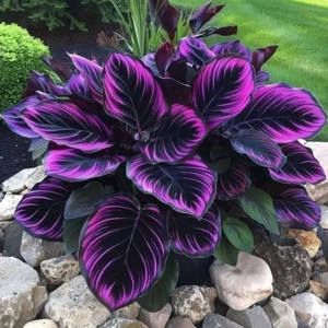 Хоста Люминоза купить по цене от 450р. в интернет-магазине «Посадика» с доставкой почтой в в Березовскийе и по всей России – [изображение №1].