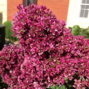 Флокс Филингс купить по цене от 329р. в интернет-магазине «Посадика» с доставкой почтой в в Березовскийе и по всей России – [изображение №1].