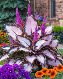 Хоста Кримэн Дрим купить по цене от 549р. в интернет-магазине «Посадика» с доставкой почтой в в Березовскийе и по всей России – [изображение №1].