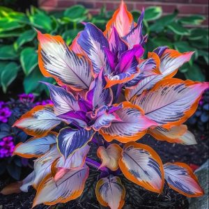 Хоста Эмеральд Тиара купить по цене от 602р. в интернет-магазине «Посадика» с доставкой почтой в в Березовскийе и по всей России – [изображение №1].