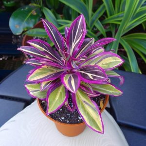 Хоста Сильвер Стик купить по цене от 650р. в интернет-магазине «Посадика» с доставкой почтой в в Березовскийе и по всей России – [изображение №1].