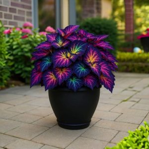 Хоста Фрости Блю купить по цене от 389р. в интернет-магазине «Посадика» с доставкой почтой в в Березовскийе и по всей России – [изображение №1].