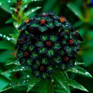 Флокс Ривьера купить по цене от 299р. в интернет-магазине «Посадика» с доставкой почтой в в Березовскийе и по всей России – [изображение №1].