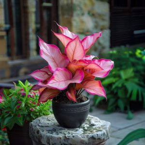 Хоста Розовая Симфония купить по цене от 800р. в интернет-магазине «Посадика» с доставкой почтой в в Березовскийе и по всей России – [изображение №1].