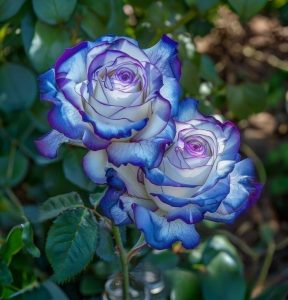 Роза Пэтолз Хоуп купить по цене от 333р. в интернет-магазине «Посадика» с доставкой почтой в в Березовскийе и по всей России – [изображение №1].