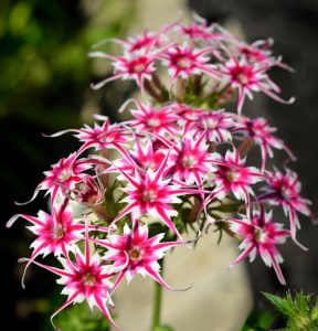 Флокс Метельчатый Путь купить по цене от 456р. в интернет-магазине «Посадика» с доставкой почтой в в Березовскийе и по всей России – [изображение №1].