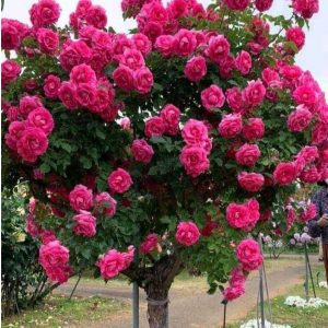 Роза Версаля купить по цене от 232р. в интернет-магазине «Посадика» с доставкой почтой в в Березовскийе и по всей России – [изображение №1].