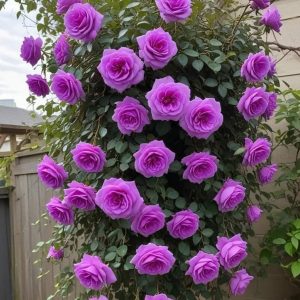 Роза Мистик Уайт купить по цене от 620р. в интернет-магазине «Посадика» с доставкой почтой в в Березовскийе и по всей России – [изображение №1].