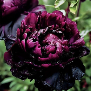 Пион Темный Сад купить по цене от 421р. в интернет-магазине «Посадика» с доставкой почтой в в Березовскийе и по всей России – [изображение №1].