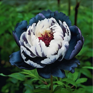 Пион Древовидный Инь-Янь купить по цене от 419р. в интернет-магазине «Посадика» с доставкой почтой в в Березовскийе и по всей России – [изображение №1].