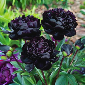 Пион Королевский Бархат купить по цене от 419р. в интернет-магазине «Посадика» с доставкой почтой в в Березовскийе и по всей России – [изображение №1].