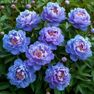 Пион Голубой лотос купить по цене от 590р. в интернет-магазине «Посадика» с доставкой почтой в в Березовскийе и по всей России – [изображение №1].