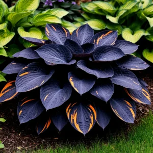 Хоста Умбра купить по цене от 349р. в интернет-магазине «Посадика» с доставкой почтой в в Березовскийе и по всей России – [изображение №1].