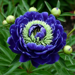 Пион Дримвивер купить по цене от 417р. в интернет-магазине «Посадика» с доставкой почтой в в Березовскийе и по всей России – [изображение №1].