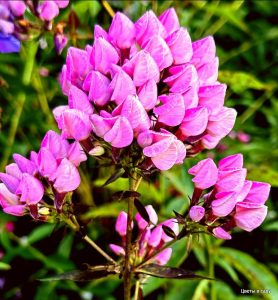 Флокс Бутоник купить по цене от 461р. в интернет-магазине «Посадика» с доставкой почтой в в Березовскийе и по всей России – [изображение №1].