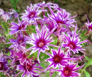 Флокс Звездное Кружево купить по цене от 361р. в интернет-магазине «Посадика» с доставкой почтой в в Березовскийе и по всей России – [изображение №1].