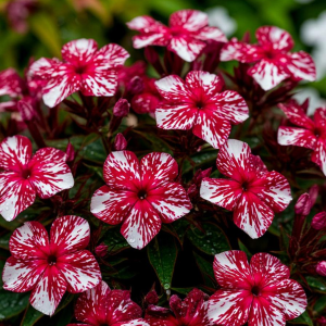 Флокс Ливер Гриммер купить по цене от 590р. в интернет-магазине «Посадика» с доставкой почтой в в Березовскийе и по всей России – [изображение №1].