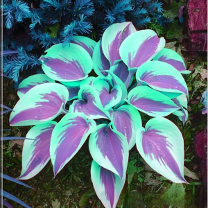 Хоста Висперин Бьюти купить по цене от 379р. в интернет-магазине «Посадика» с доставкой почтой в в Березовскийе и по всей России – [изображение №1].