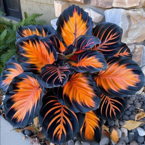 Хоста Сикрет Форест купить по цене от 601р. в интернет-магазине «Посадика» с доставкой почтой в в Березовскийе и по всей России – [изображение №1].