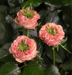 Роза Амбер Инчант купить по цене от 495р. в интернет-магазине «Посадика» с доставкой почтой в в Березовскийе и по всей России – [изображение №1].