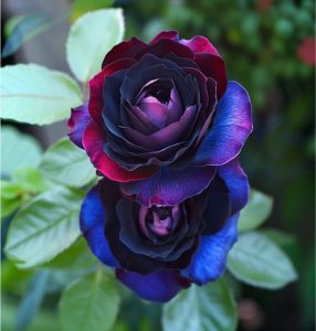 Роза Скарлет Рэвери купить по цене от 489р. в интернет-магазине «Посадика» с доставкой почтой в в Березовскийе и по всей России – [изображение №1].