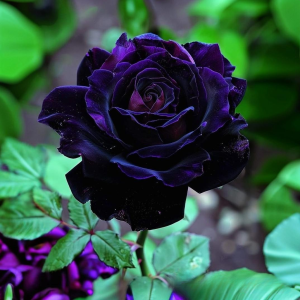 Роза Блэк Пантер купить по цене от 319р. в интернет-магазине «Посадика» с доставкой почтой в в Березовскийе и по всей России – [изображение №1].