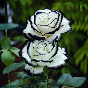 Роза Силк Ивин купить по цене от 319р. в интернет-магазине «Посадика» с доставкой почтой в в Березовскийе и по всей России – [изображение №1].