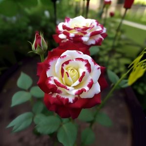 Роза Роял Глом купить по цене от 401р. в интернет-магазине «Посадика» с доставкой почтой в в Березовскийе и по всей России – [изображение №1].