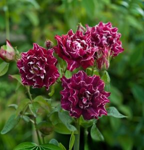 Роза Опаловый Пейзаж купить по цене от 490р. в интернет-магазине «Посадика» с доставкой почтой в в Березовскийе и по всей России – [изображение №1].