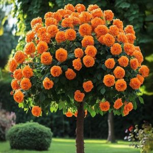 Роза Солнечный Шарм купить по цене от 349р. в интернет-магазине «Посадика» с доставкой почтой в в Березовскийе и по всей России – [изображение №1].