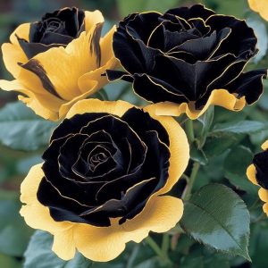 Роза Ханни Сикл купить по цене от 700р. в интернет-магазине «Посадика» с доставкой почтой в в Березовскийе и по всей России – [изображение №1].