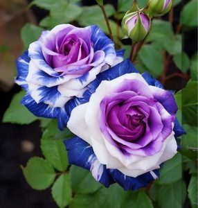 Роза Айвори Каскад купить по цене от 420р. в интернет-магазине «Посадика» с доставкой почтой в в Березовскийе и по всей России – [изображение №1].