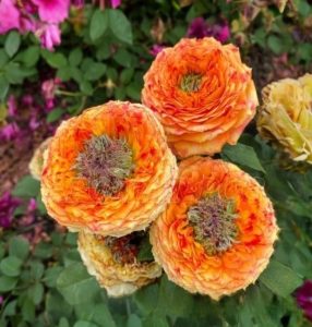 Роза Золотой Мираж купить по цене от 420р. в интернет-магазине «Посадика» с доставкой почтой в в Березовскийе и по всей России – [изображение №1].