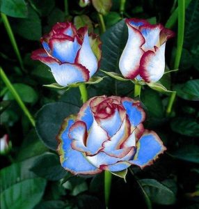 Роза Сафайер Пэтл купить по цене от 450р. в интернет-магазине «Посадика» с доставкой почтой в в Березовскийе и по всей России – [изображение №1].