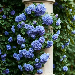 Роза плетистая Блю Перпл купить по цене от 540р. в интернет-магазине «Посадика» с доставкой почтой в в Березовскийе и по всей России – [изображение №1].